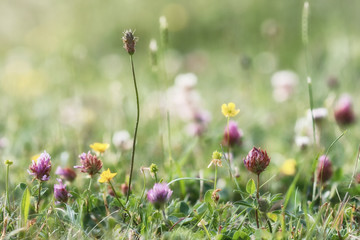 Summer meadow, grass field with colorful flowers, nature background concept, soft focus, warm pastel tones