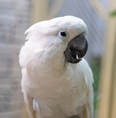 Portrait of a white parrot