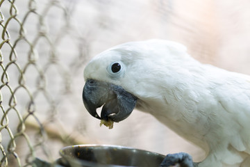 Portrait of a white parrot in a cage