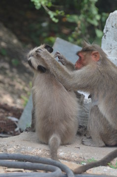 Monkeys
