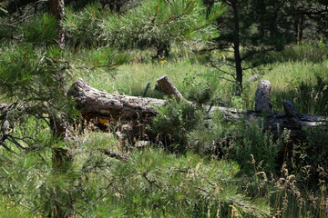 Fallen log in the woods