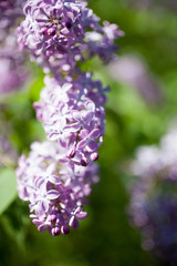 Obraz premium Lilac