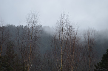 Obraz na płótnie Canvas Fog over autumn forest