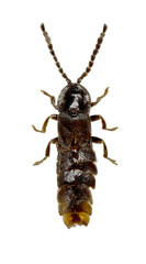 Short Winged Firefly on white Background  -  Phosphaenus hemipterus (Goeze, 1777)