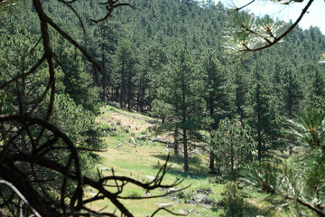 Evergreens and boulders in the Rocky Mountains
