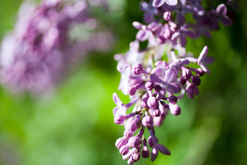 Lilac