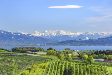 Abwaschbare Fototapete Obstbau-Landschaft am Bodensee mit Blick auf den See und die verschneite Alpenkette © ARochau