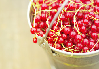 Juicy berries of red currant in an iron bucket, close up. Summer harvest of berries