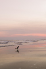 Fototapeta na wymiar Pastel hues in the evening along the shore with a gull in the front