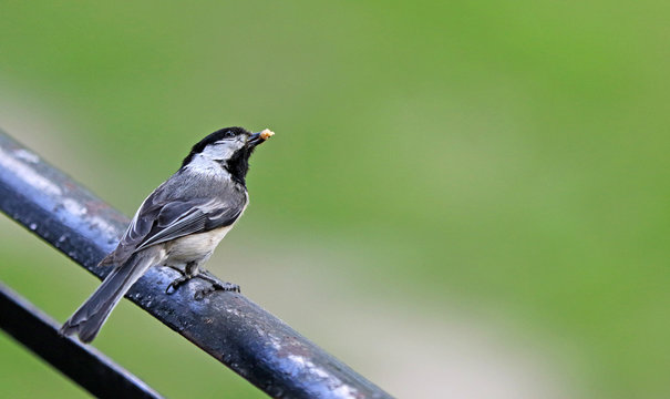 m&eacute;sange &agrave; t&ecirc;te noire