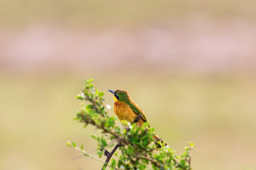 Little bee-eater