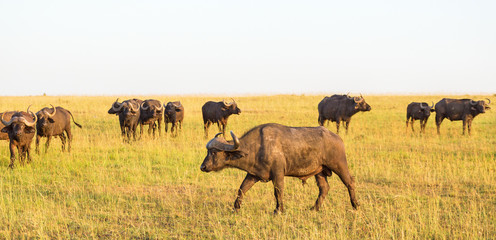 African buffalo on the savannah