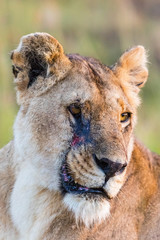 Lion potrait with scar