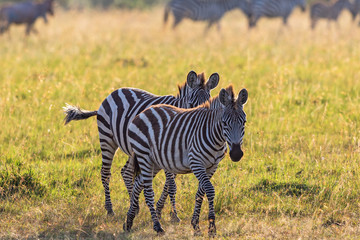 Fototapeta na wymiar Zebras walking at the savanna