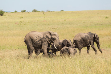 Fototapeta premium Elephants who throw mud on themselves
