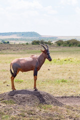 Naklejka na ściany i meble Topi on an earth mound in Masai Mara savanna