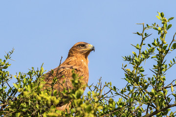 Close-up of Tawny eagle sitting and looking a tree