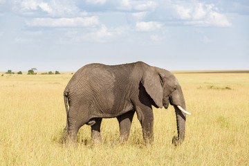 Fototapeta na wymiar Elephants in the savanna with the horizon