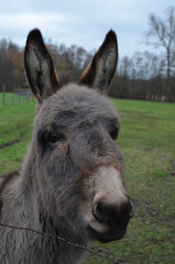 Donkey in meadow
