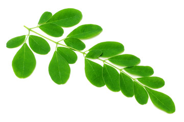 Fototapeta na wymiar Medicinal moringa leaves