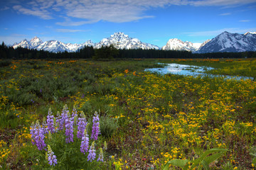 Lupine at the Grand Tetons