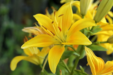 Obraz premium スカシユリ