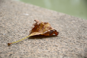 drie leaf
