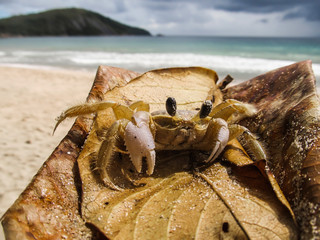 Little crab on a leaf, beach in the background