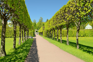 The natural landscape in the summer.