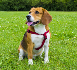 Dog beagle on green grass. closeup Beagle. Beagle dogs, portrait