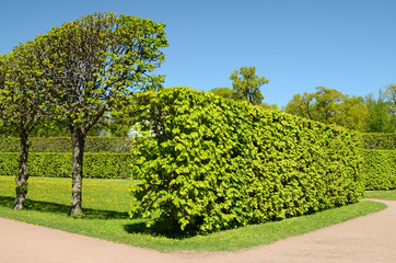 The natural landscape in the summer.