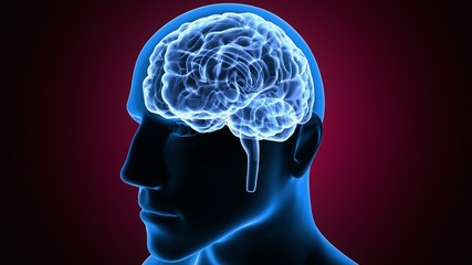 Obraz premium 3d illustration human body brain of a human body part 
