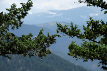 Fototapeta na wymiar View of the mountains from the trees