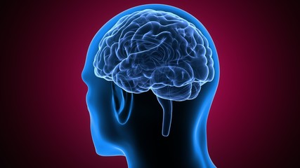 Obraz premium 3d illustration human body brain of a human body part 