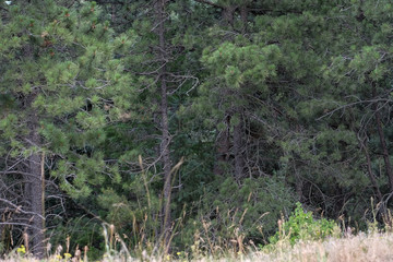 Into the forest