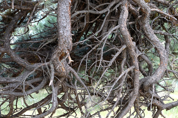 Bare Twisted Pine Branches