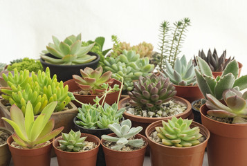 Various type of succulent cactus plant pots