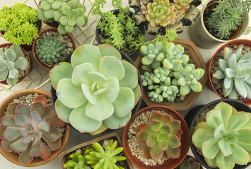 Various type of succulent cactus plant pots