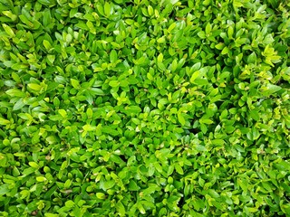 Natural background concept of green leaf, outdoor day light