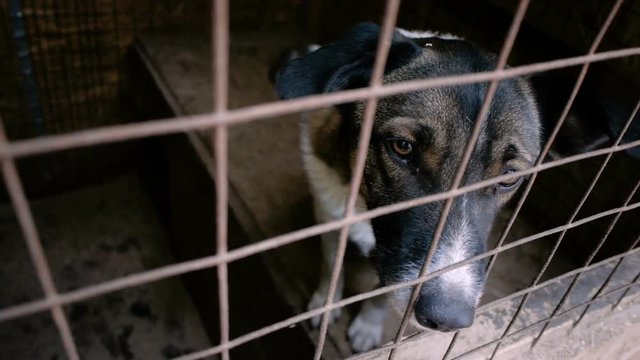 Homeless animals. Close-up shot of muzzles of two mongrel dogs behind the bars of an animal shelter. HD