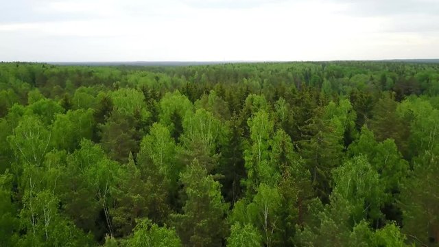 Flight over the green forest