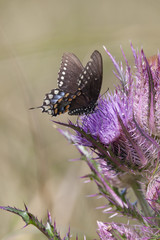 Spicebush Swallowtail Butterfly on wildflower bloom on natural landscape