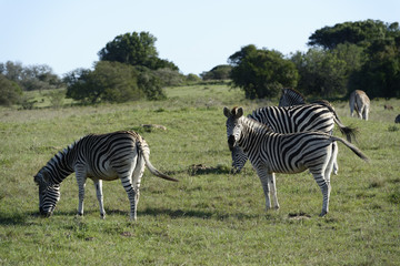 Fototapeta premium African Buffalo, South Africa