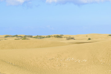 Sand Dunes on Gran Canaria