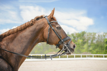 Fototapeta premium Portrait of a thoroughbred horse on blue sky background. Dressage with beautiful brown horse closeup, equestrian sport. Side view head shot of a beautiful chestnut brown stallion. 