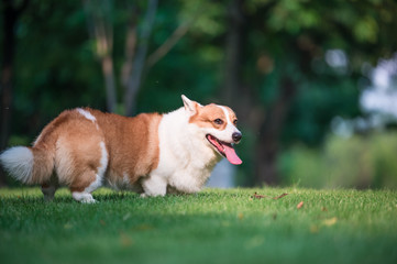 corgi  dogs playing in the Park