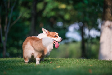 corgi  dogs playing in the Park