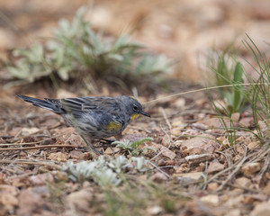 Audubon’s Yellow-rumped Warbler bird in a natural landscape