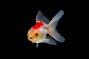 goldfish isolated on black background.