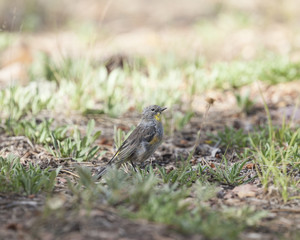 Audubon’s Yellow-rumped Warbler bird in a natural landscape